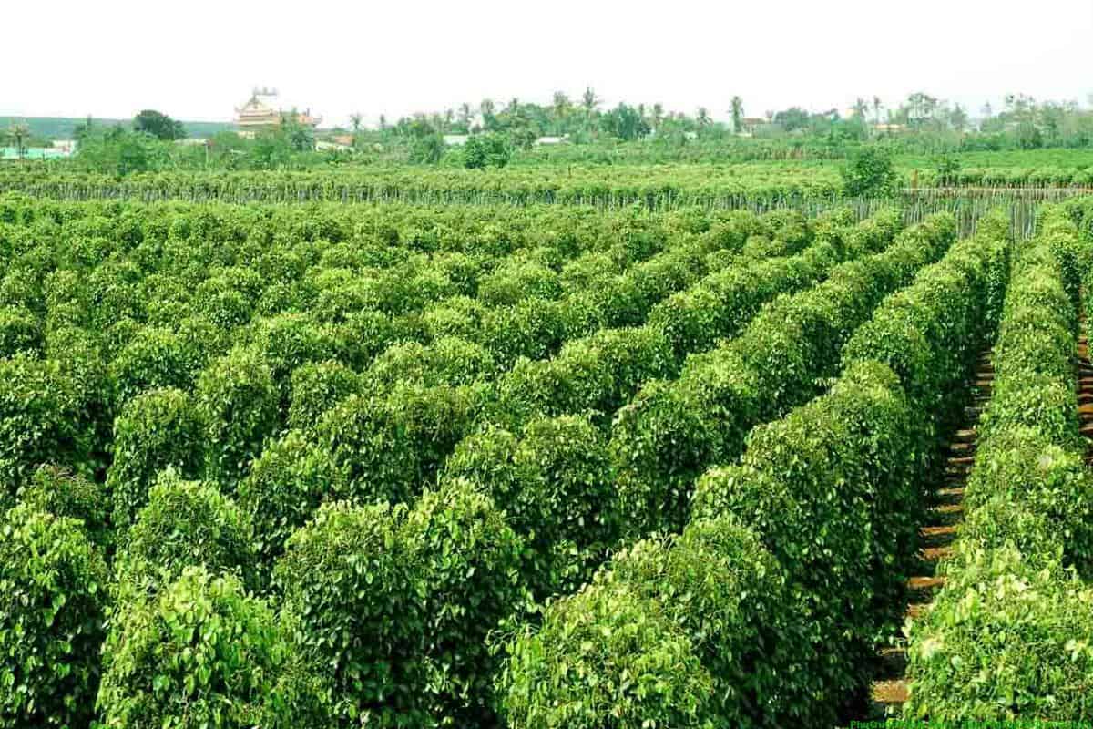 Vườn tiêu Phú Quốc